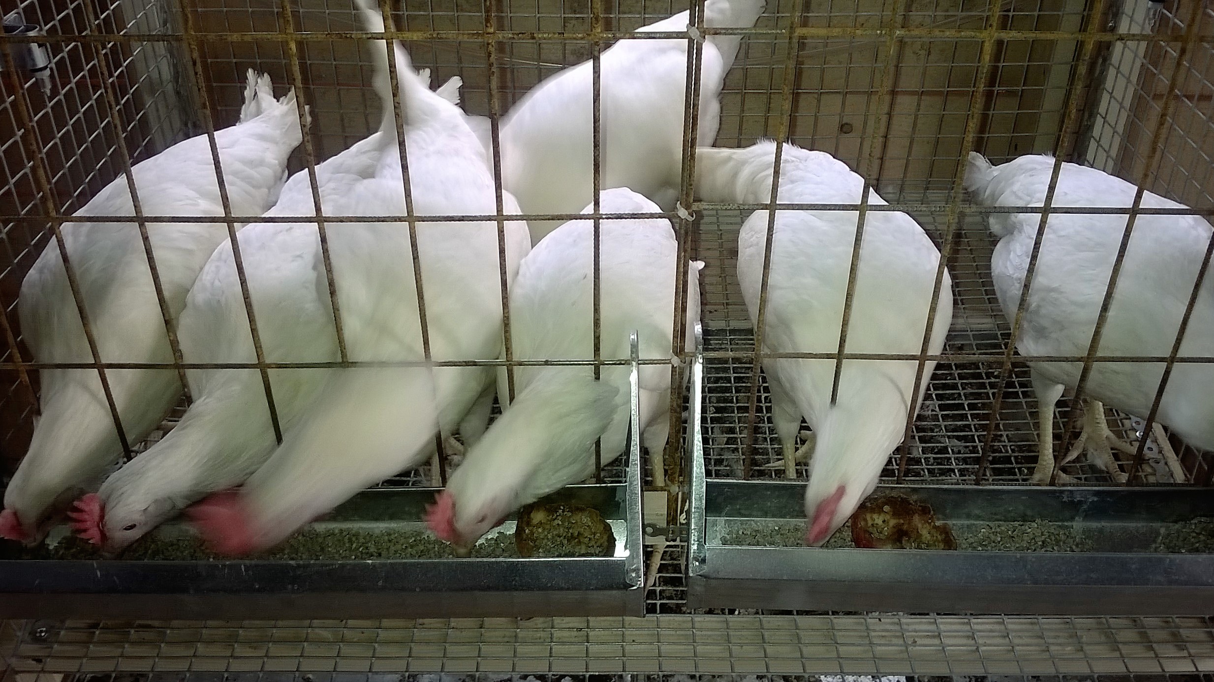 вот примерно что получилось / WP_20150729_001.jpg WP_20150729_001.jpg