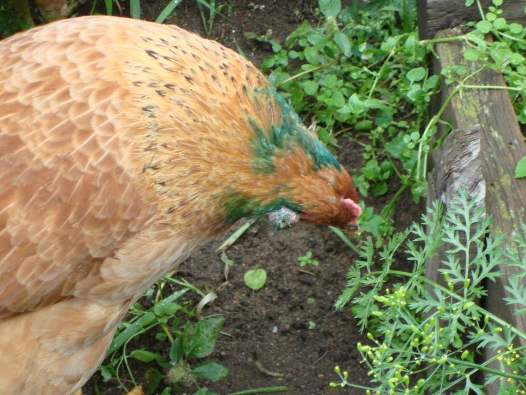 DSC05061.JPG DSC05061.JPG