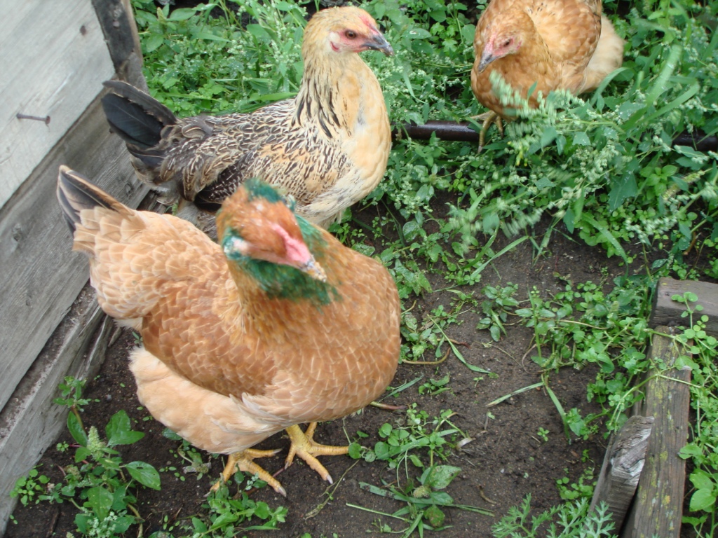 DSC05067.JPG DSC05067.JPG