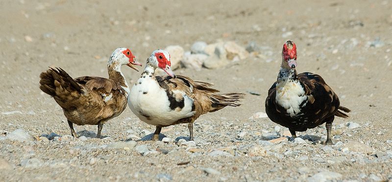 800px-Muscovy_Duck_-_Cairina_moschata.jpg