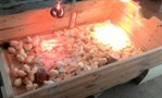 Аватара пользователя