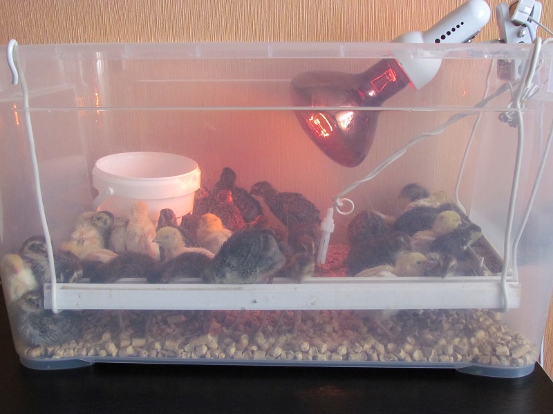 IMG_0006.JPG IMG_0006.JPG