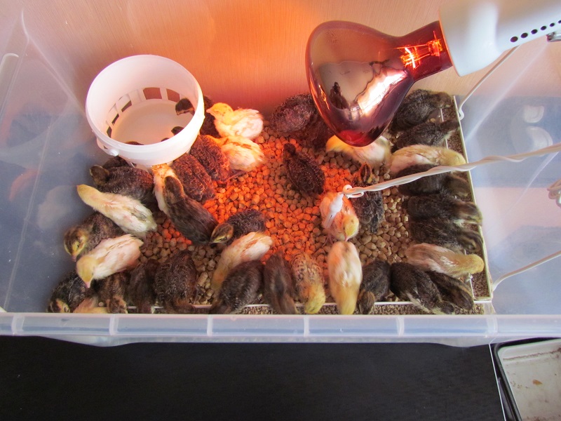 IMG_0003.JPG IMG_0003.JPG