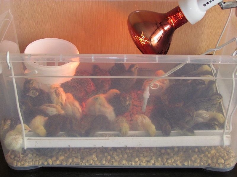 IMG_0001.JPG IMG_0001.JPG