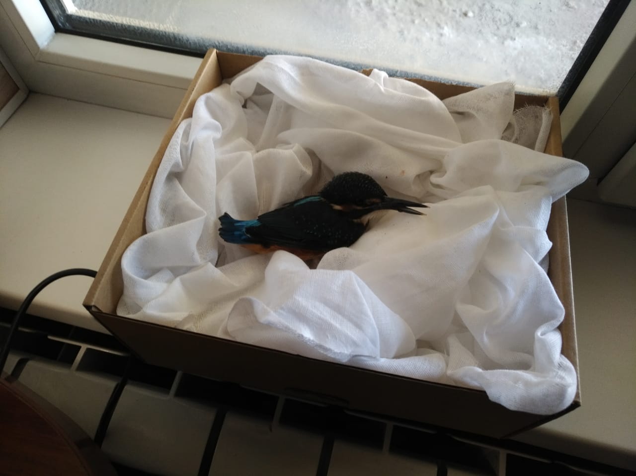 WhatsApp Image 2018-07-19 at 11.00.16.jpeg WhatsApp Image 2018-07-19 at 11.00.16.jpeg