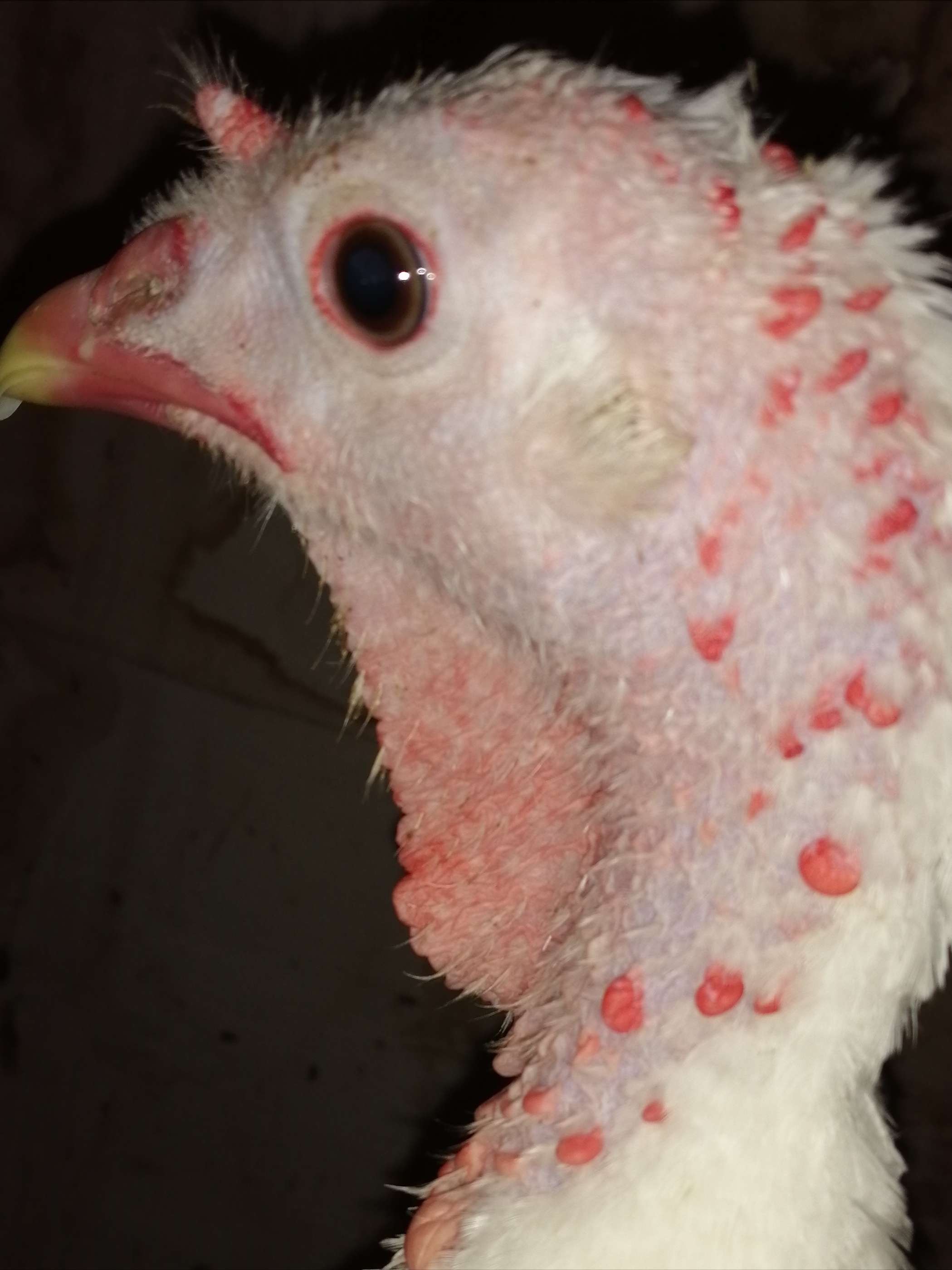 upload_2020_02_15_18_16_44_438_compress41.jpg upload_2020_02_15_18_16_44_438_compress41.jpg