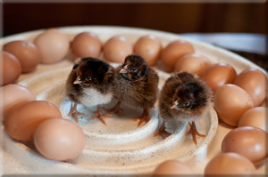 barnevelder.jpg