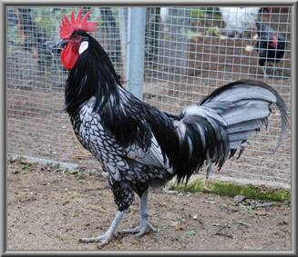 андалуз.jpg андалуз.jpg