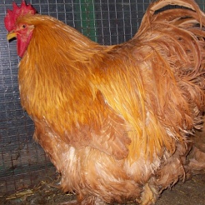 испанка.jpg испанка.jpg