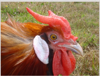 ла фреш.png ла фреш.png