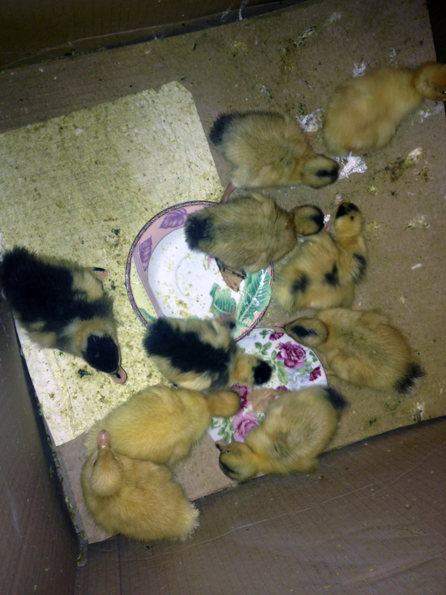 Это родилось у меня позавчера / 2014-11-12 16-39-26.JPG 2014-11-12 16-39-26.JPG