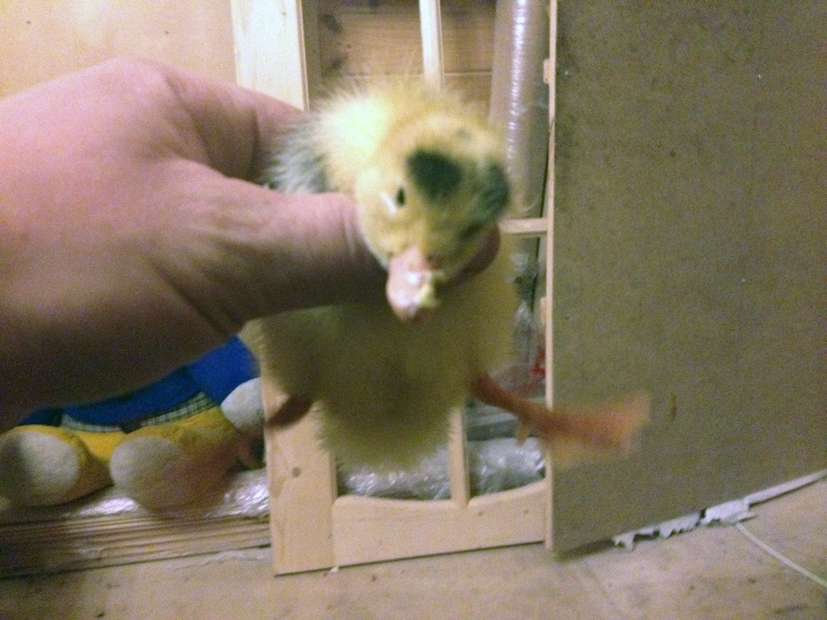 Это портрет оставшегося вертолёта / 2014-11-12 16-39-47.JPG 2014-11-12 16-39-47.JPG