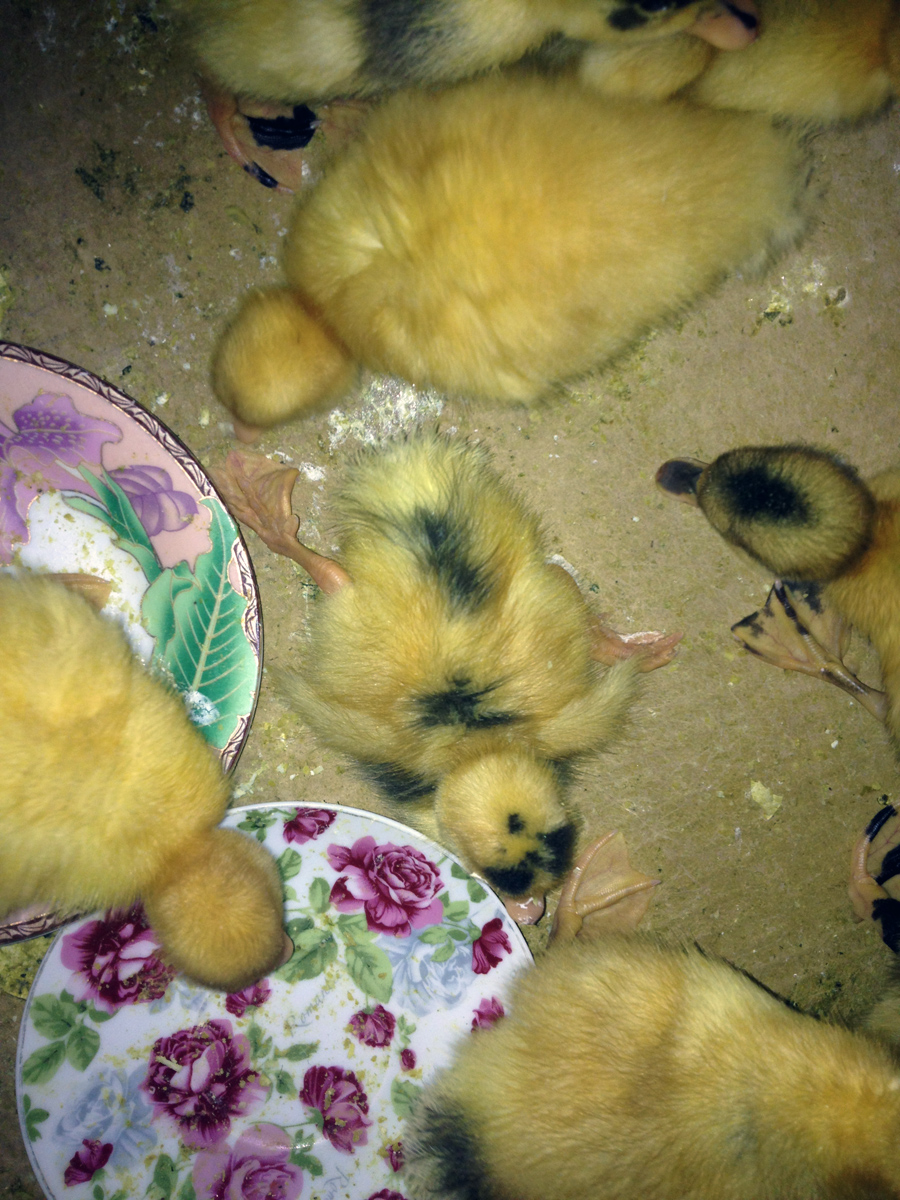 Вот он, вертолёт, по центру фото лежит / 2014-11-12 16-39-55.JPG 2014-11-12 16-39-55.JPG