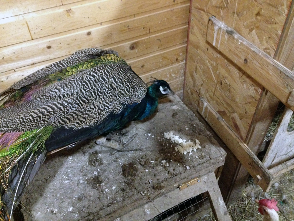 Мой павлин, 4 года. / 2014-11-12 18-11-07.JPG 2014-11-12 18-11-07.JPG