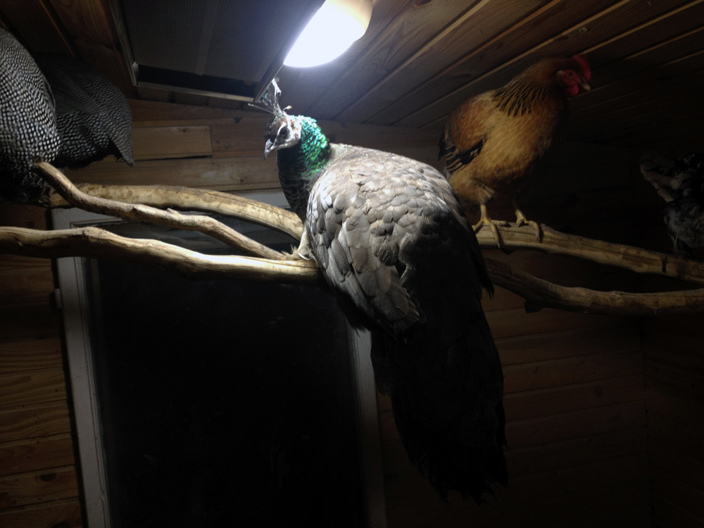 Девка ейная, 2 года девочке. / 2014-11-12 18-11-41.JPG 2014-11-12 18-11-41.JPG