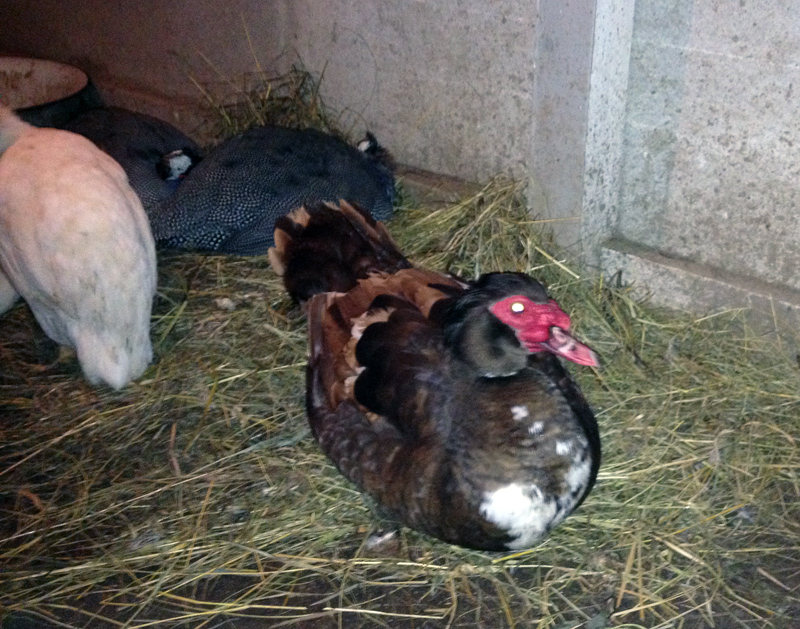 Моим вот так нравится / 2014-11-16 18-13-58-1.jpg 2014-11-16 18-13-58-1.jpg