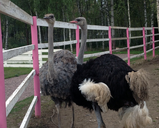 Фото из загона моих знакомых в Тверской области. / 2014-09-01 16-09-25-1.jpg 2014-09-01 16-09-25-1.jpg