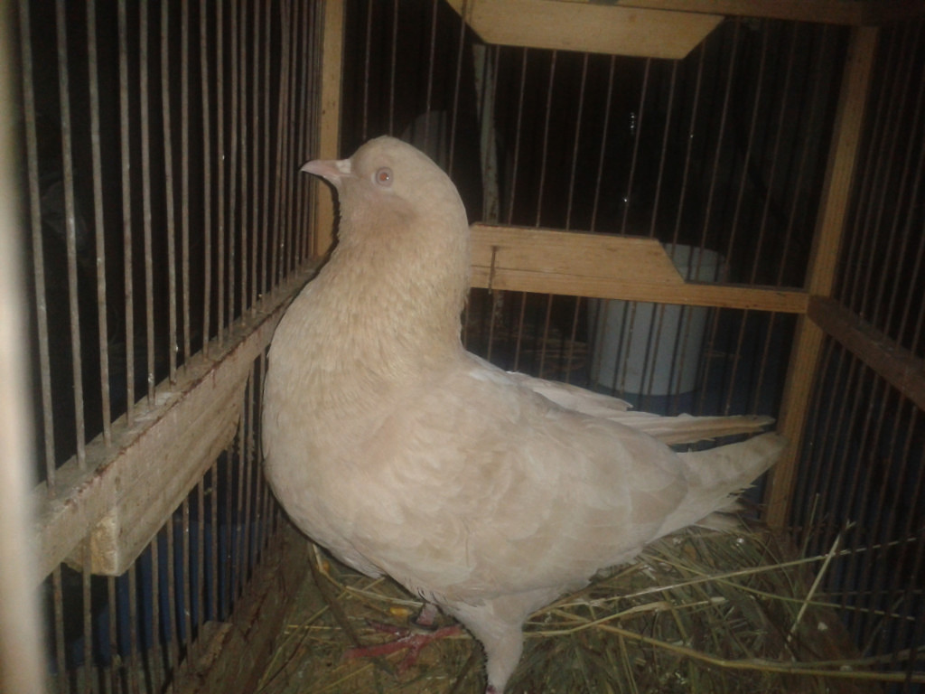 getImageолдрр.jpg getImageолдрр.jpg