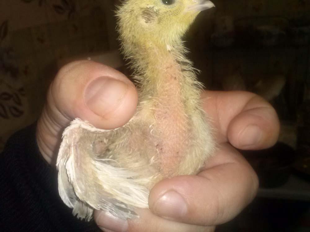 перепел.jpg перепел.jpg