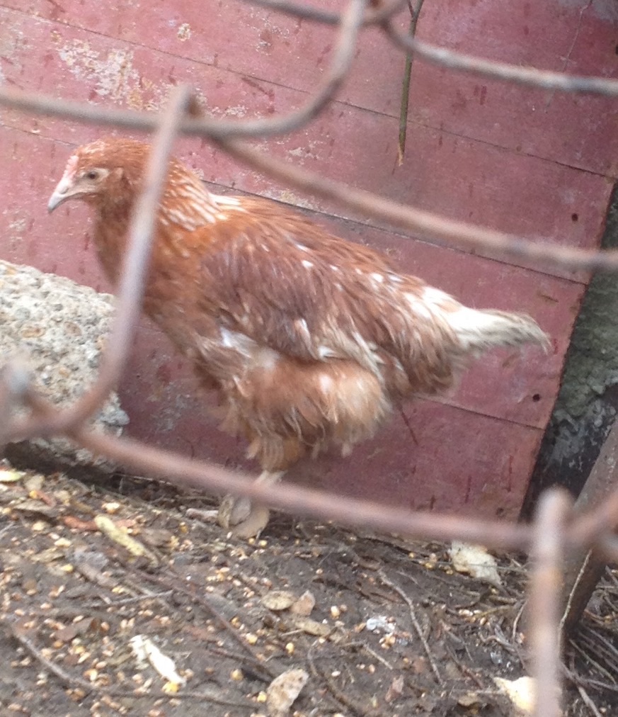 Вот такие неряхи, хотя вчера пёрышко блестели / image.jpg image.jpg