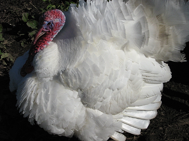 Изображение 037 (1).jpg Изображение 037 (1).jpg