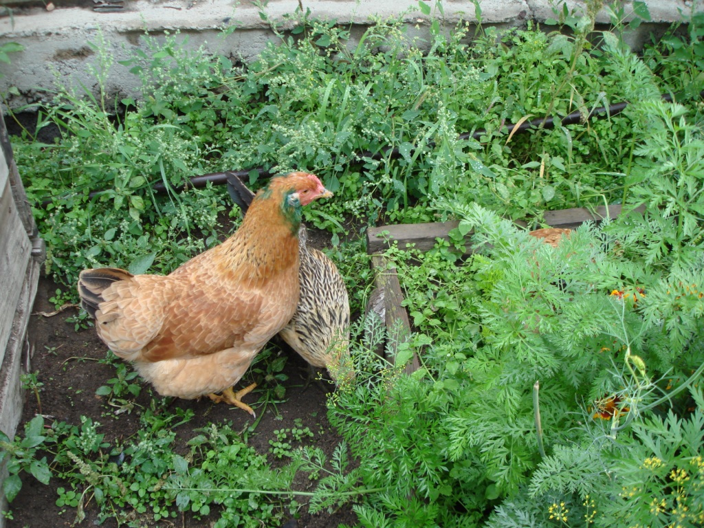 DSC05062.JPG DSC05062.JPG